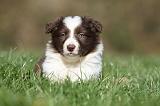 BORDER COLLIE 828